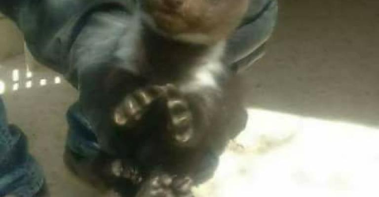 الزراعة : "الدلق الصخري" حيوان ظهر في اربد الزراعة : "الدلق الصخري" حيوان ظهر في اربد