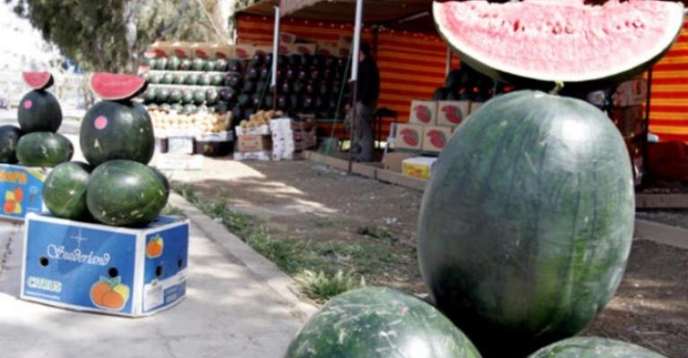 إقبال كبير على ترخيص معرشات البطيخ