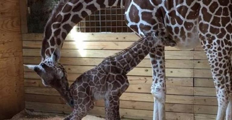 الزرافة "أبريل" تنجب في نيويورك الزرافة "أبريل" تنجب في نيويورك