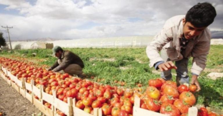 مزارعون: نقص العمالة المؤهلة سيؤدي إلى ارتفاع الأسعار