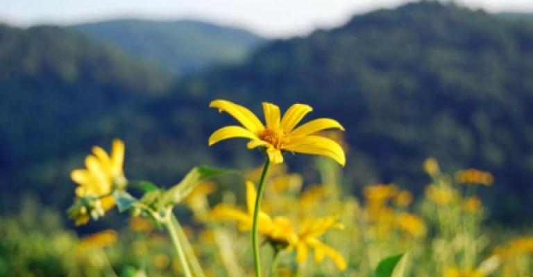 أجواء ربيعية لطيفة والعظمى في عمان 17 درجة