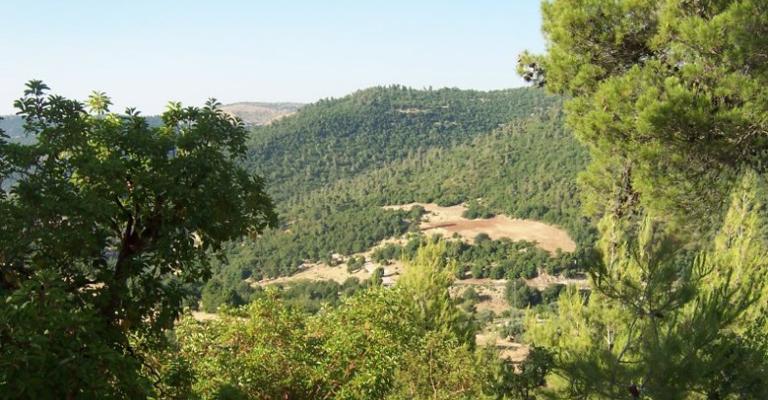 رقابة الكترونية لغابات عجلون