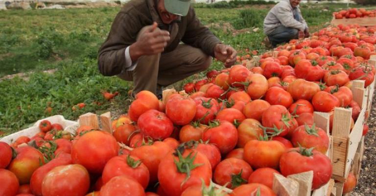 "المزارعين": مشغل تجفيف البندورة يستوعب فائض الإنتاج