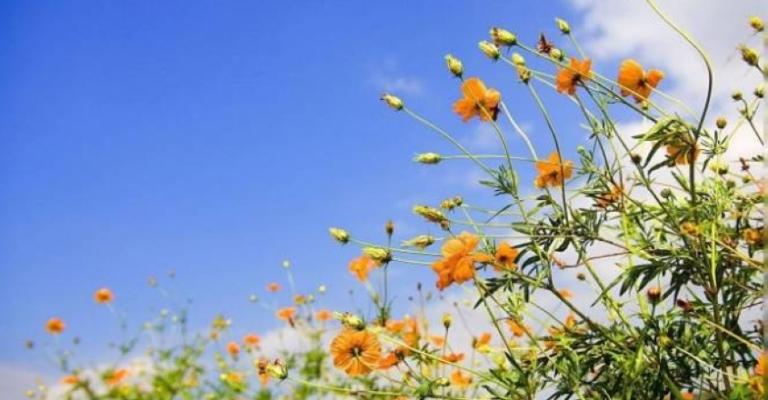 أجواء لطيفة نهارا ومائلة للبرودة مساء