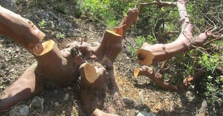 طائرات بدون طيار لمراقبة التعديات على الغابات طائرات بدون طيار لمراقبة التعديات على الغابات