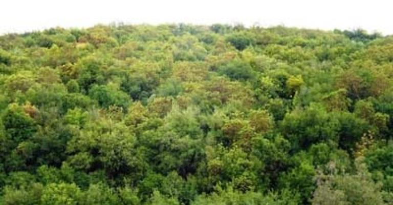 متابعة أسد بغابات جرش الغربية بطائرة بدوت طيار