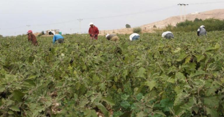 الزراعة: لا أضرار نتيجة لموجة الحر الزراعة: لا أضرار نتيجة لموجة الحر