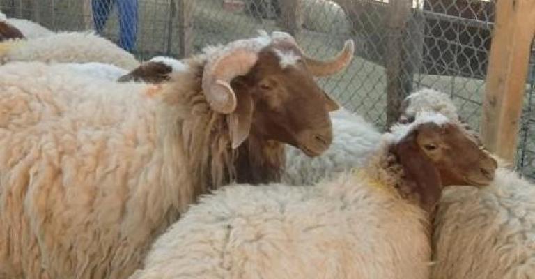 عدم السماح باستيراد سلالات مشابهة للخراف البلدي