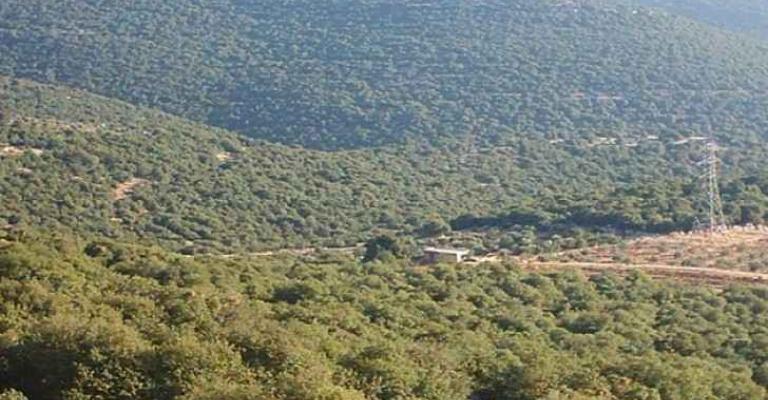 6ر1 مليون دونم مساحة الاراضي الحرجية في المملكة