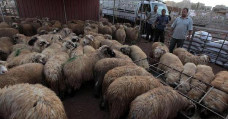 استقرار الأسعار وارتفاع الطلب على الأضاحي