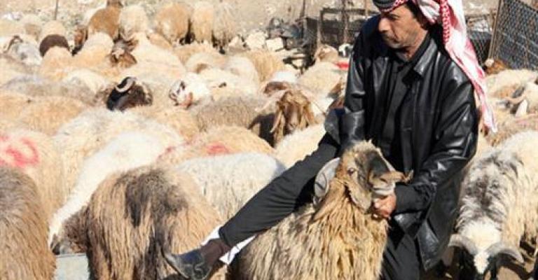 الأمانة: استكمال إزالة حظائر الأضاحي