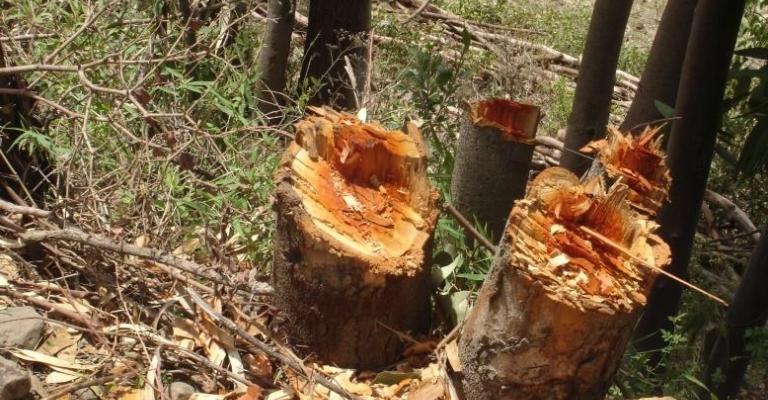 تراجع في الإعتداء على الثروة الحرجية تراجع في الإعتداء على الثروة الحرجية