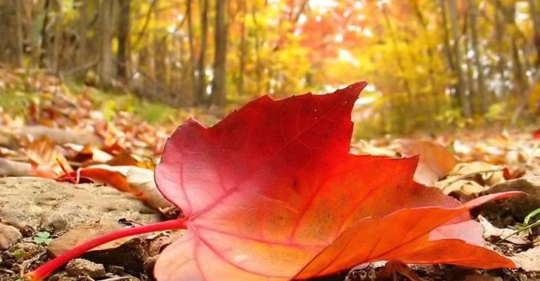 اجواء خريفية معتدلة الحرارة اليوم وغدا