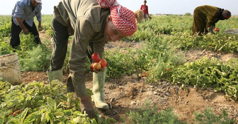 مزارعون يهددون بالتصعيد ضد وقف استقدام العمالة الوافدة