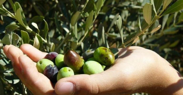 تجمع مزارعو الأردن يشكل لجنة لإدارة أزمة العمالة تجمع مزارعو الأردن يشكل لجنة لإدارة أزمة العمالة