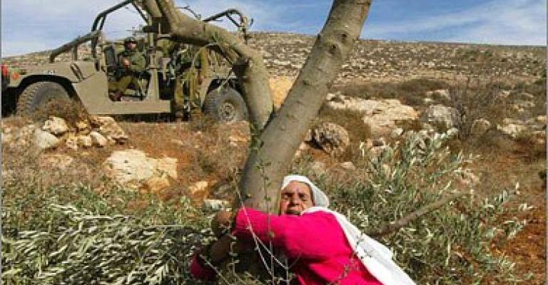 مستوطنون متطرفون يسرقون ثمار الزيتون