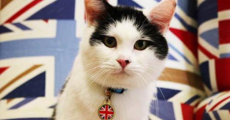 قط أردني بمنصب في السفارةالبريطانية