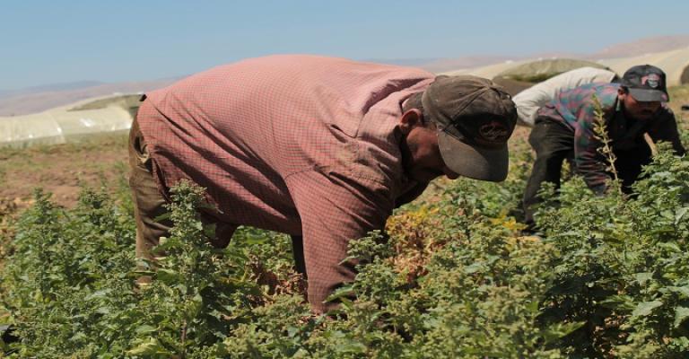 شروط جديدة لاستبدال العمالة الوافدة في القطاع الزراعي شروط جديدة لاستبدال العمالة الوافدة في القطاع الزراعي