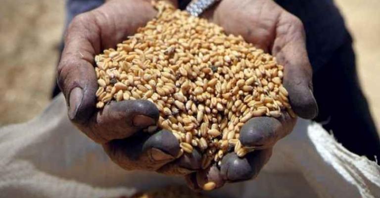 الأردن يطرح مناقصتين لشراء قمح وشعير