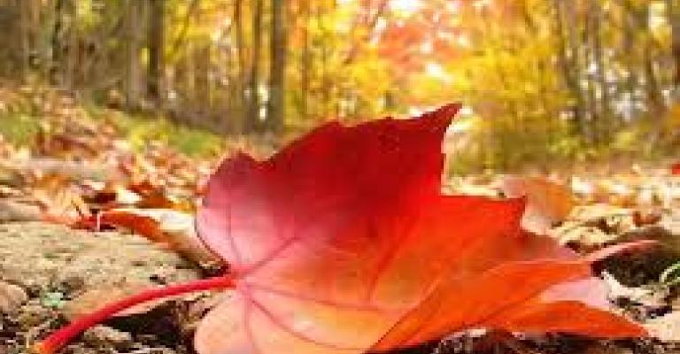 اجواء خريفية معتدلة الحرارة حتى الجمعة اجواء خريفية معتدلة الحرارة حتى الجمعة