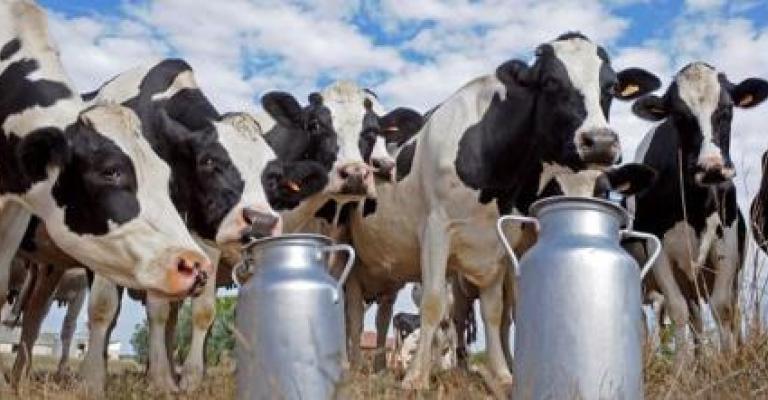 مربو المواشي يعتصمون احتجاجا على استيراد الحليب مربو المواشي يعتصمون احتجاجا على استيراد الحليب