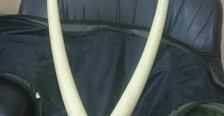 ضبط نابي فيل من العاج في الرصيفة ضبط نابي فيل من العاج في الرصيفة