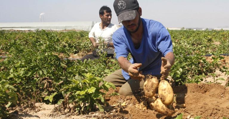 ٤٠٪ من المزارعين مطلوبين للتنفيذ القضائي