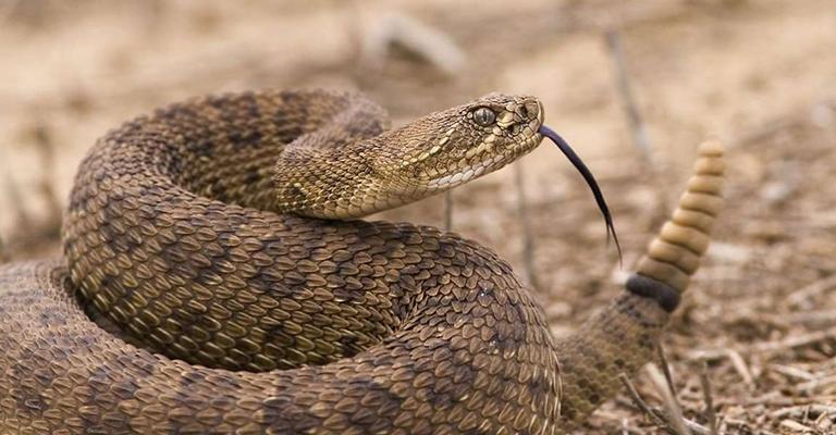 الأفعى وسرديات الخلق: آدم، جلجامش، حي بن يقظان