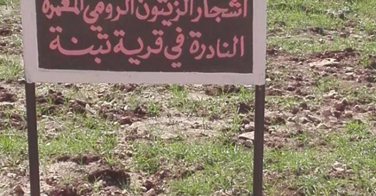 المحافظة على شجر الزيتون الرومي_تبنة المحافظة على شجر الزيتون الرومي_تبنة