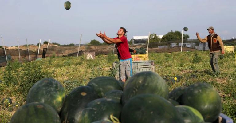 معيقات عديدة تنتظر زراعة المحاصيل الصيفية