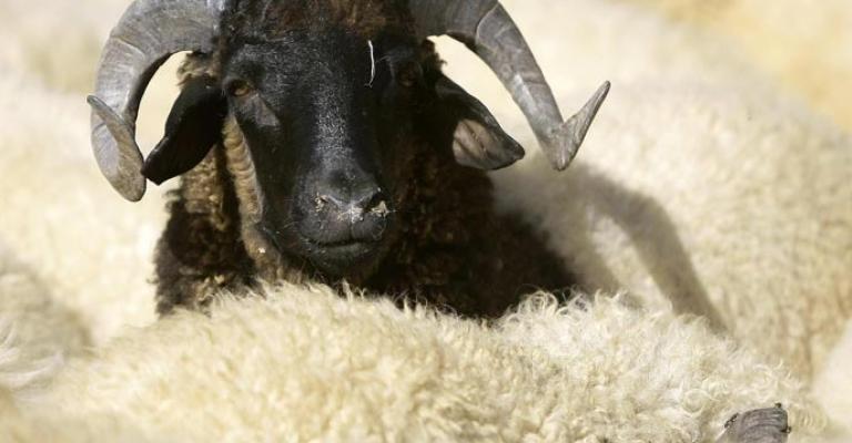 انخفاض ملموس على أسعار الأضاحي.. وتحديد مواقع الذبح في عمّان