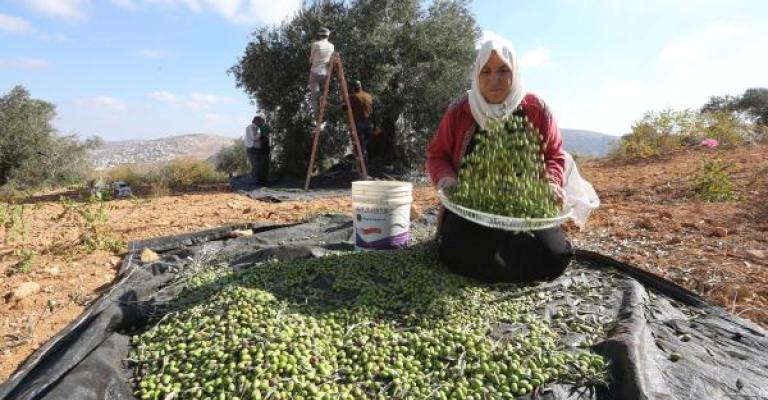 تفاؤل زراعي بموسم الزيتون