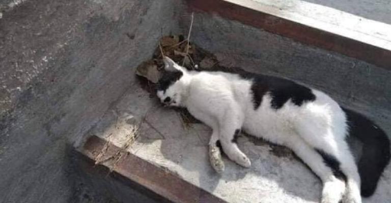 مجهول يقتل بالسم «35 قطة» في شارع الجامعة (صور) مجهول يقتل بالسم «35 قطة» في شارع الجامعة (صور)