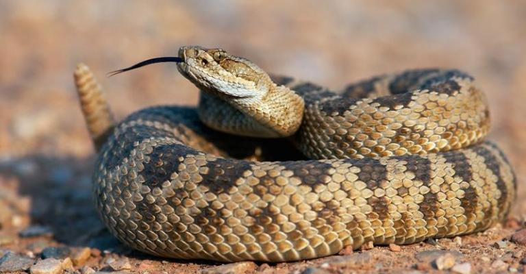 الحكومة توضح سبب خفض الضريبة على الزواحف