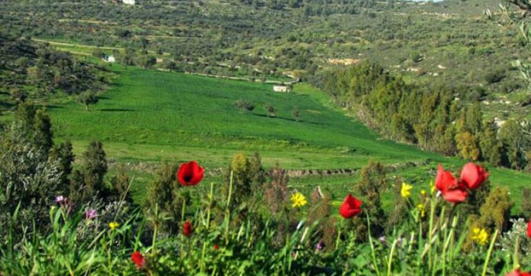 الاربعاء.. طقس ربيعي معتدل