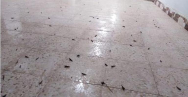 الزراعة توضح حقيقة الجراد في الازرق