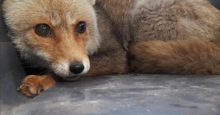 نقل 40 حيوانا برياً من غزة الى الأردن