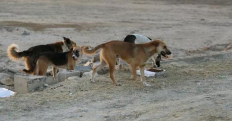 وفاة طفل جراء تعرضه للعقر والنهش من كلاب ضالة بالمفرق وفاة طفل جراء تعرضه للعقر والنهش من كلاب ضالة بالمفرق