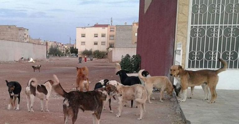 المفرق: الكلاب الضالة تنهش وتعقر 4 أشخاص