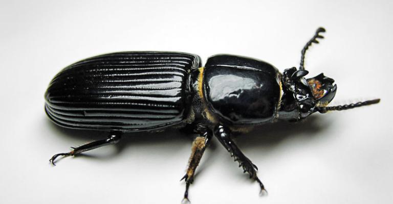 ماذا تعرف عن «الخنفساء» المنتشرة في الأردن ؟