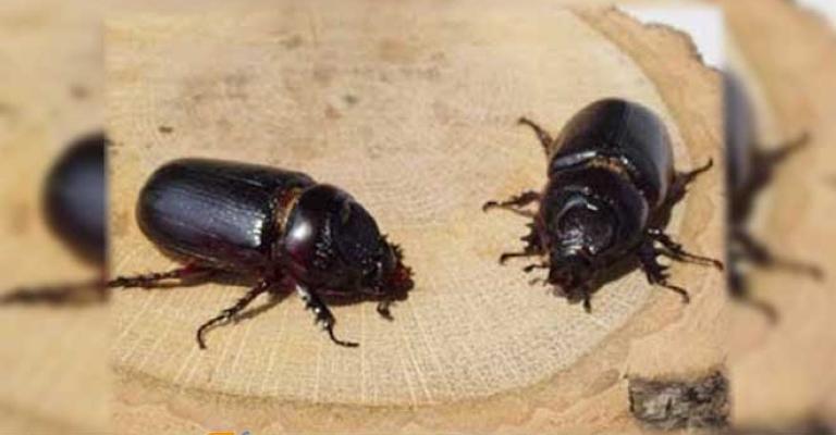 الزراعة: حشرة "الخنفساء" غير ضارة ولا تهاجم الانسان الزراعة: حشرة "الخنفساء" غير ضارة ولا تهاجم الانسان