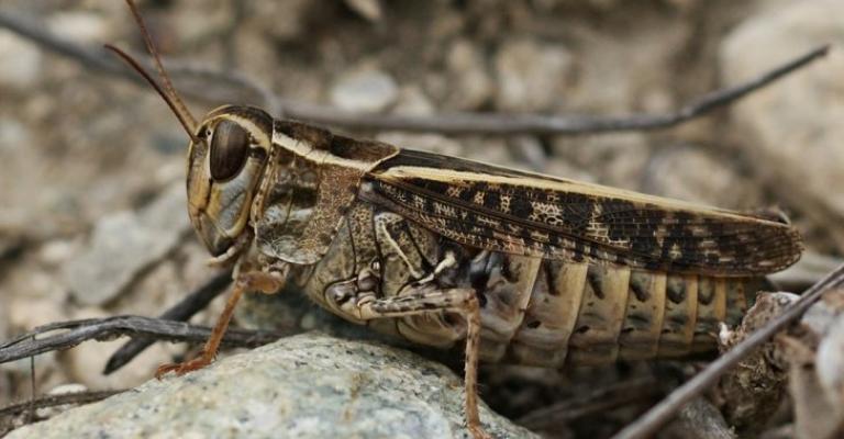 الجرادة الواحدة تضع من 150 إلى 300 بيضة الجرادة الواحدة تضع من 150 إلى 300 بيضة