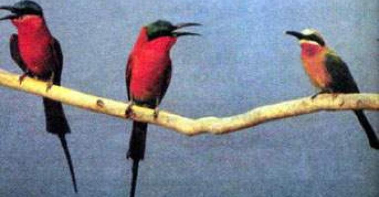 مواطنون يطلقون طيورهم خوفا من إنفلونزا الطيور مواطنون يطلقون طيورهم خوفا من إنفلونزا الطيور