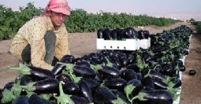 مزارعون يهددون بالاعتصام احتجاجا على أسس استقدام العمالة الوافدة
