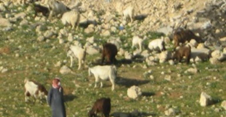 فوضى الرعي يزيد من تلوث المناطق السكنية