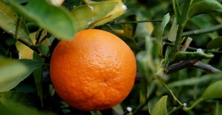 سرقة الحمضيات مشكلة تؤرق مزارعي الأغوار