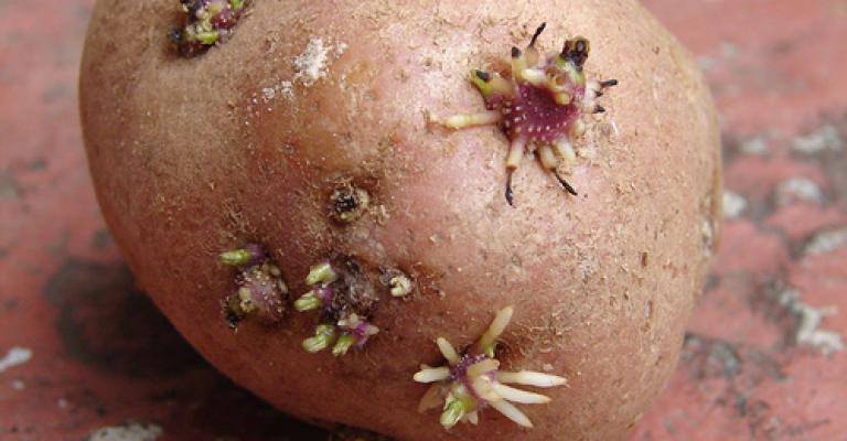 شحنة بطاطا غير صالحة للاستهلاك تدخل الأسواق