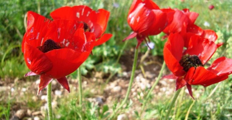 اربد خالية من آفة دودة الزرع