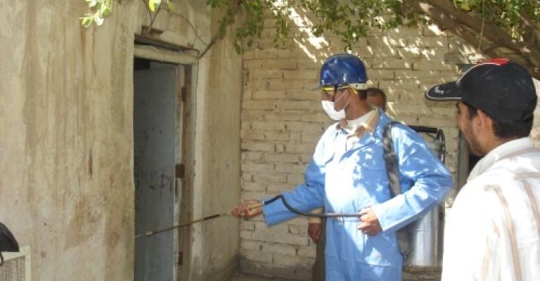 اللشمانيا تعود لتضرب بقوة في الأغوار الشمالية