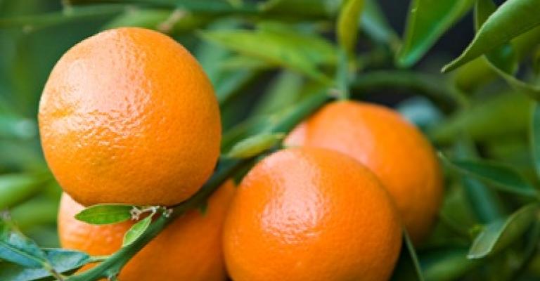 مزارعون في الاغوار يقتلعون اشجار الحمضيات